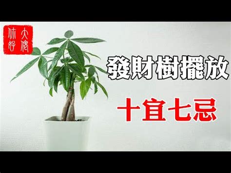 發財樹開花 風水|發財樹花：招財最佳選擇